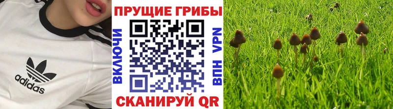 Купить закладки  Зеленогорск  Псилоцибиновые грибы ЛСД 